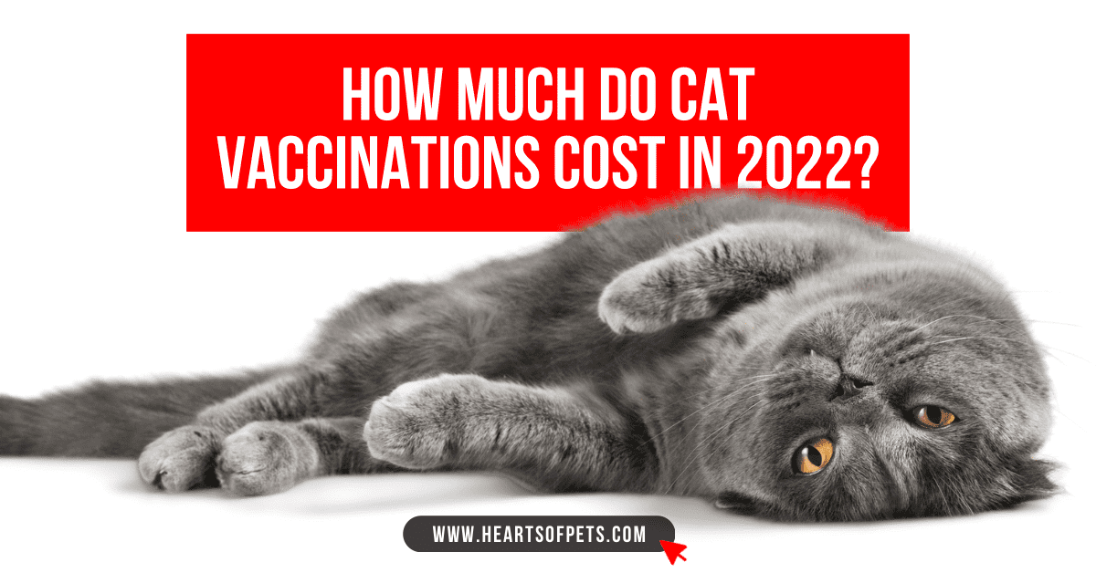 How Much Do Cat Vaccinations Cost in 2024?