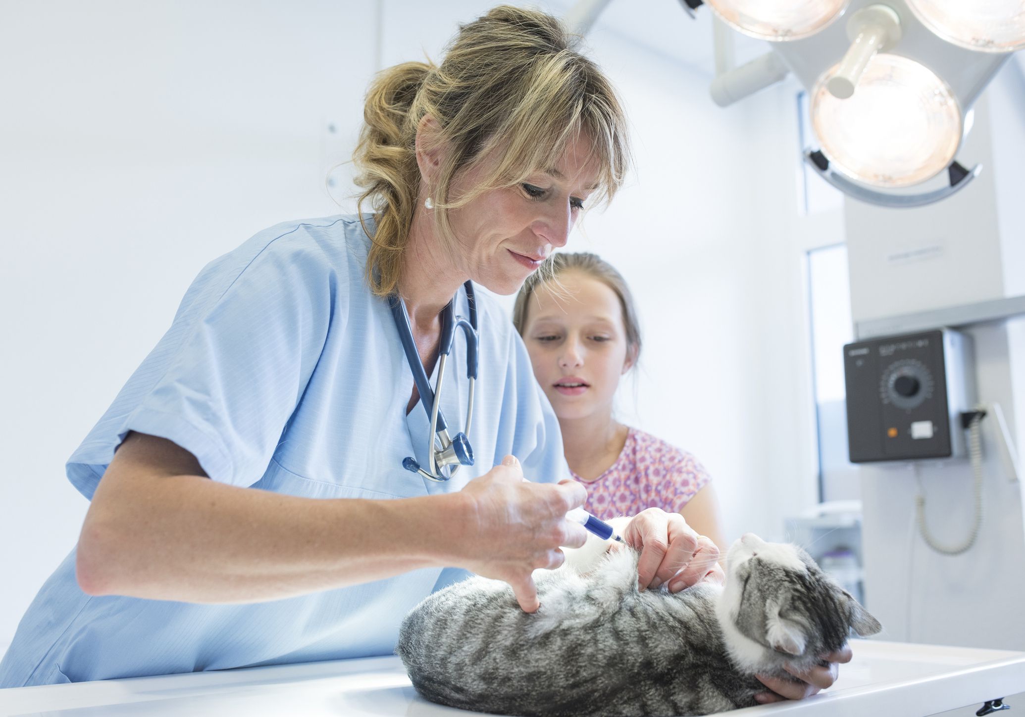 cat vaccinations cost