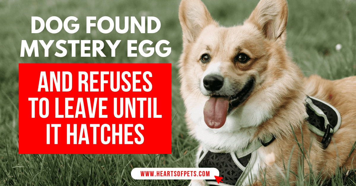 Dog Found Mystery Egg And Refuses To Leave Until It Hatches