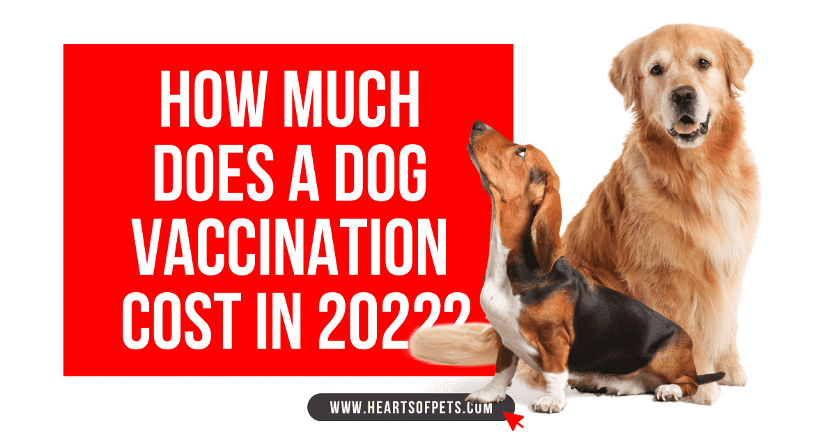 How Much Does a Dog Vaccination Cost in 2022