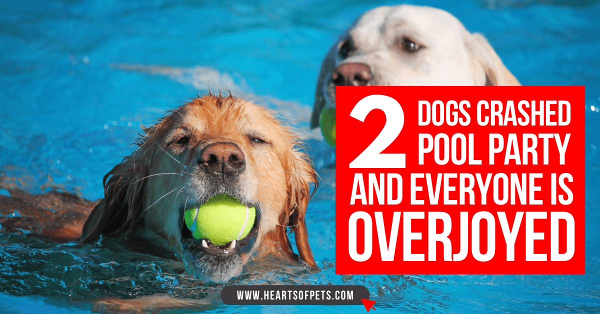 2 Dogs Crashed Pool Party And Everyone Is Overjoyed