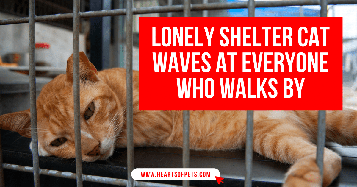 Lonely Shelter Cat Waves At Everyone Who Walks By