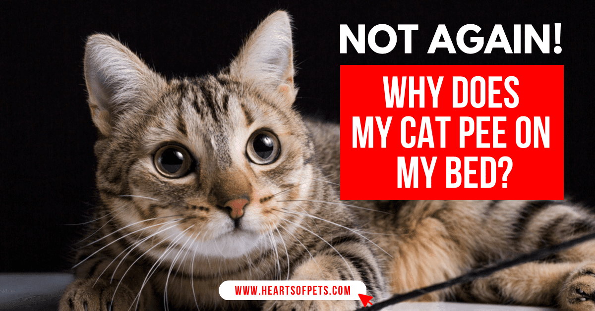 Not Again! Why Does My Cat Pee On My Bed? (Answers 2024)