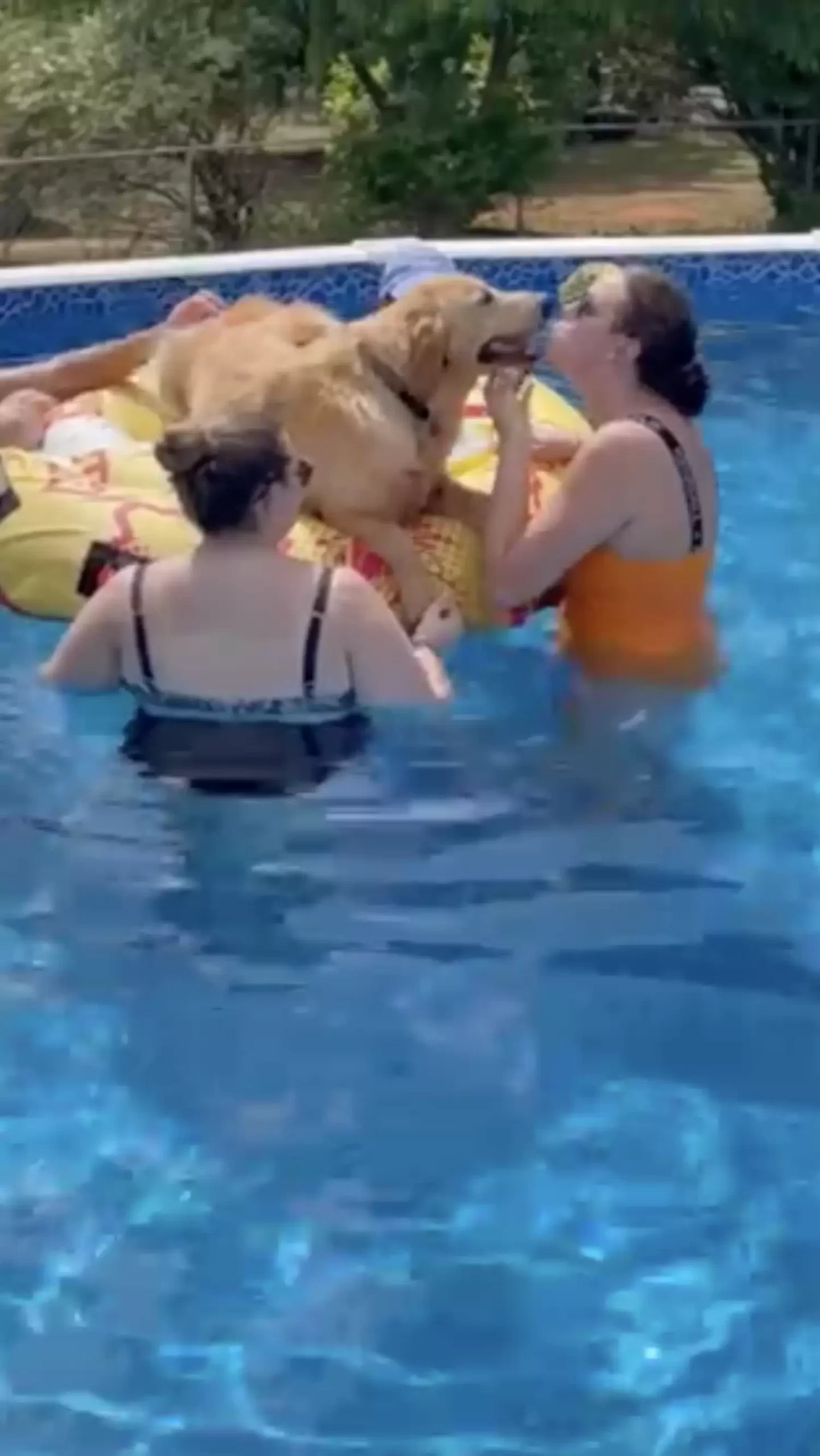Dogs Crashes Pool Party