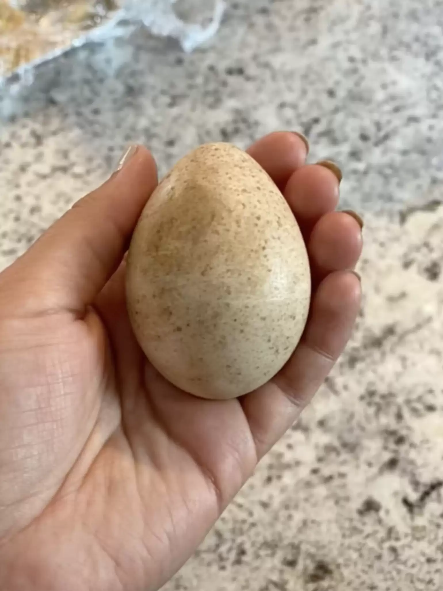 Dog Found Mystery Egg