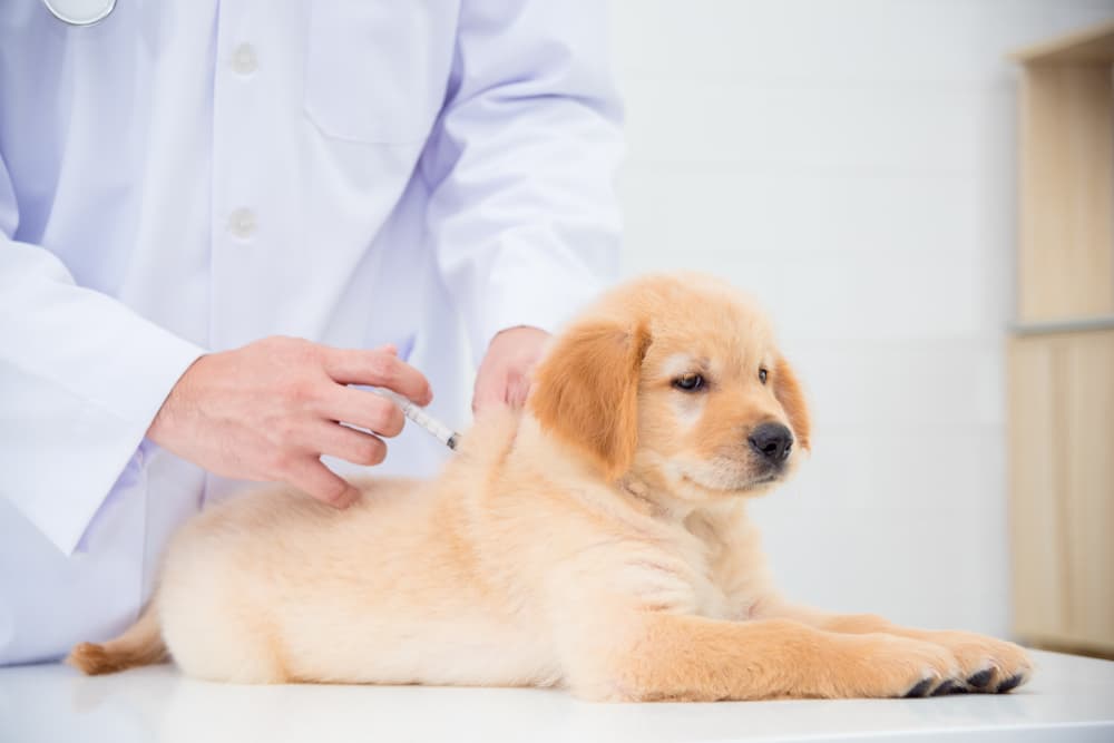 dog vaccination costs