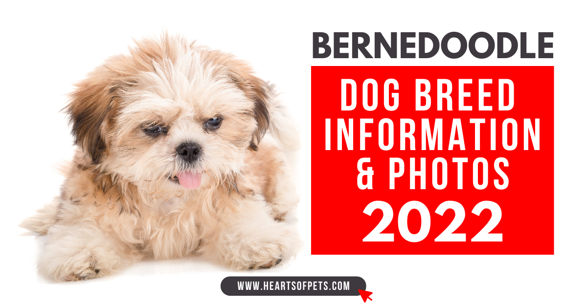 Bernedoodle Dog Breed Latest Information & Photos 2022