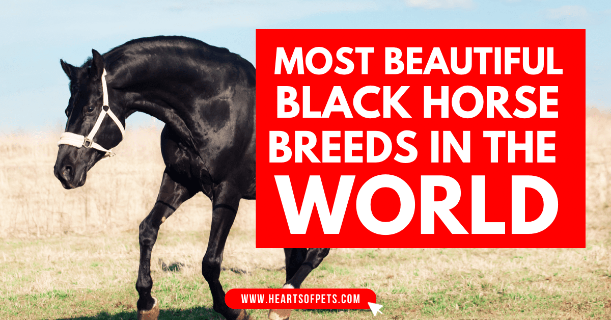 Most Beautiful Black Horse Breeds In The World