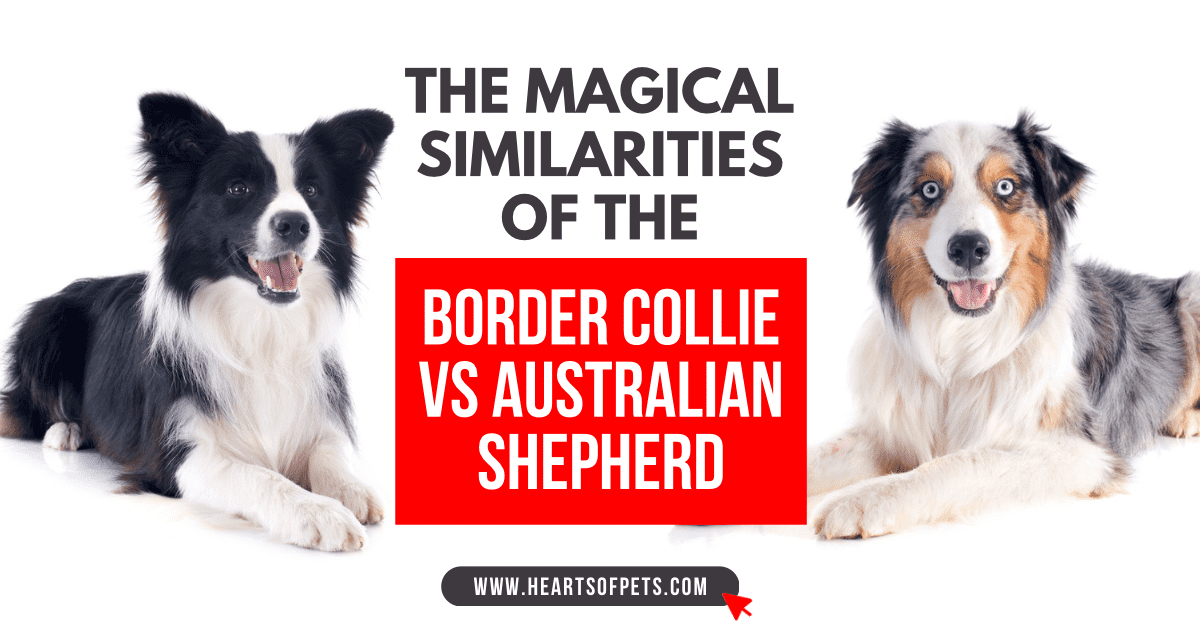 The Magical Similarities of the Border Collie vs Australian Shepherd 2024