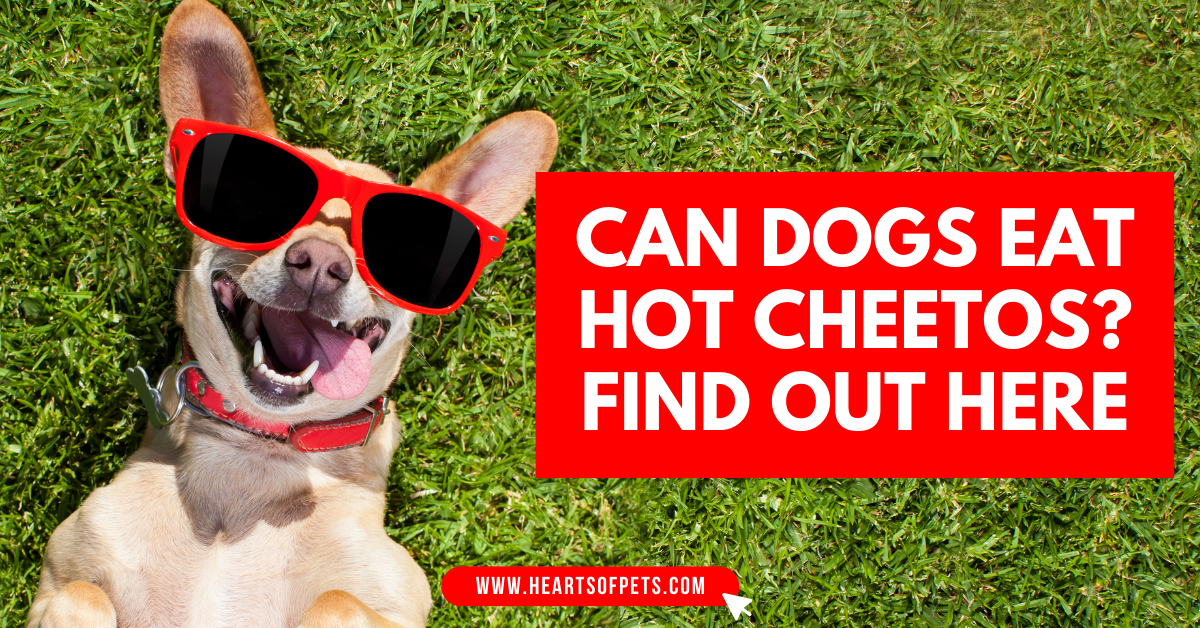 Can Dogs Eat Hot Cheetos? The Dangers Explained 2024