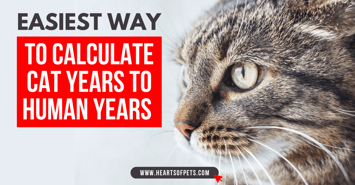 Easiest Way To Calculate Cat Years to Human Years 2024