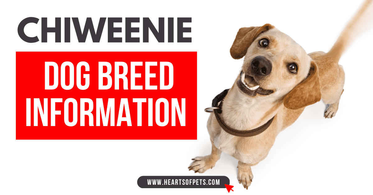 Chiweenie Dog Breed Information 2024