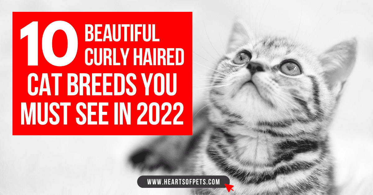 10 Beautiful Curly Haired Cat Breeds You Must See In 2024