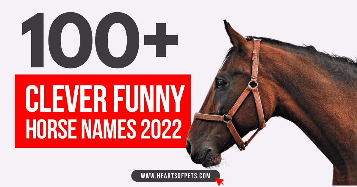 100+ Clever Funny Horse Names 2024