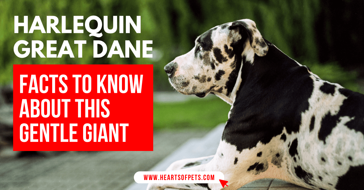 Harlequin Great Dane – Facts To Know About This Gentle Giant