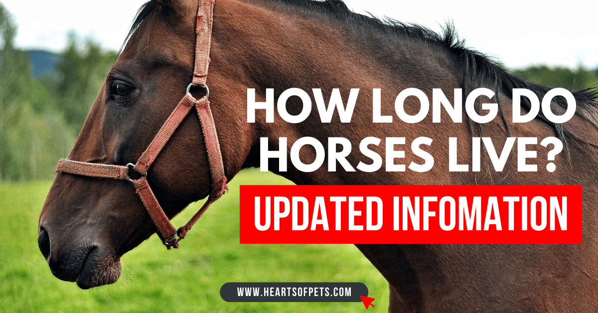 How Long Do Horses Live? (Updated Infomation 2024)