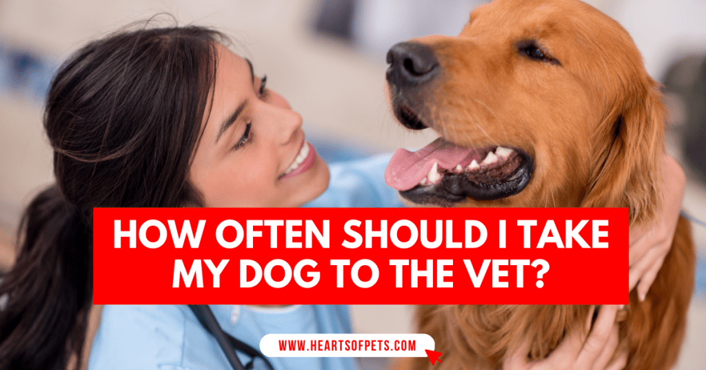 How often should I take my dog to the vet
