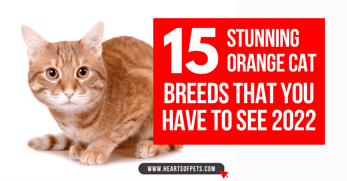 15 Stunning Orange Cat Breeds That You Have To See 2024