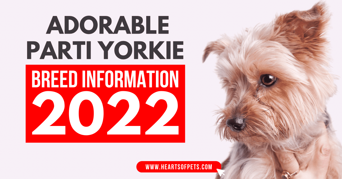 Adorable Parti Yorkie Breed Information 2022