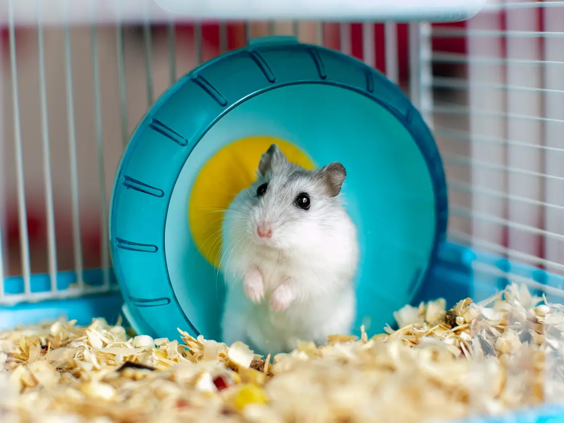 Photo inspiration: Older Dwarf Hamsters Health Reference: Russian Dwarf Hamster Personality Health And Habitat 2024