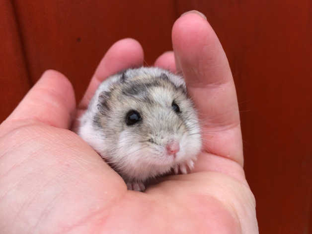Russian Dwarf Hamster