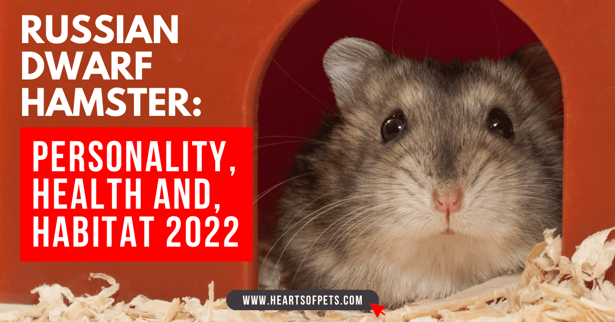 Russian Dwarf Hamster: Personality, Health and, Habitat 2024