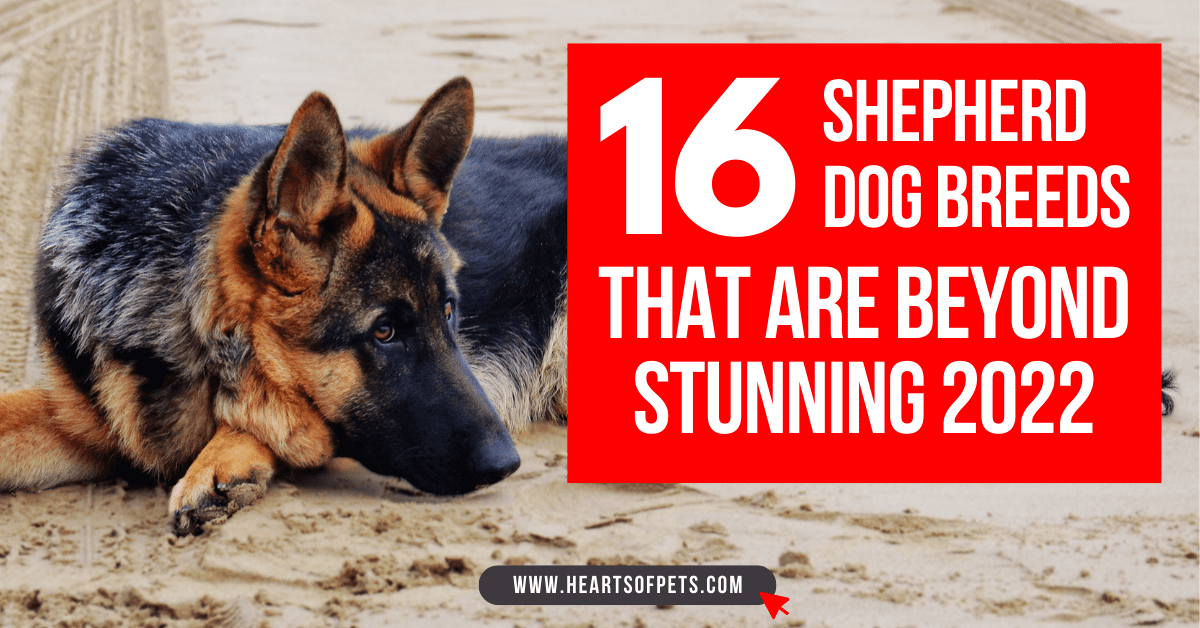 16 Shepherd Dog Breeds That Are Beyond Stunning 2024