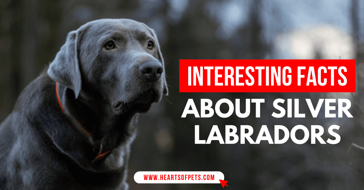 Interesting Facts About Silver Labradors
