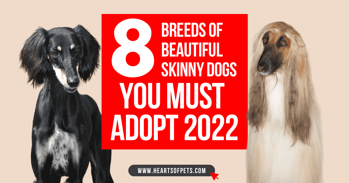 8 Breeds Of Beautiful Skinny Dogs You Must Adopt 2022