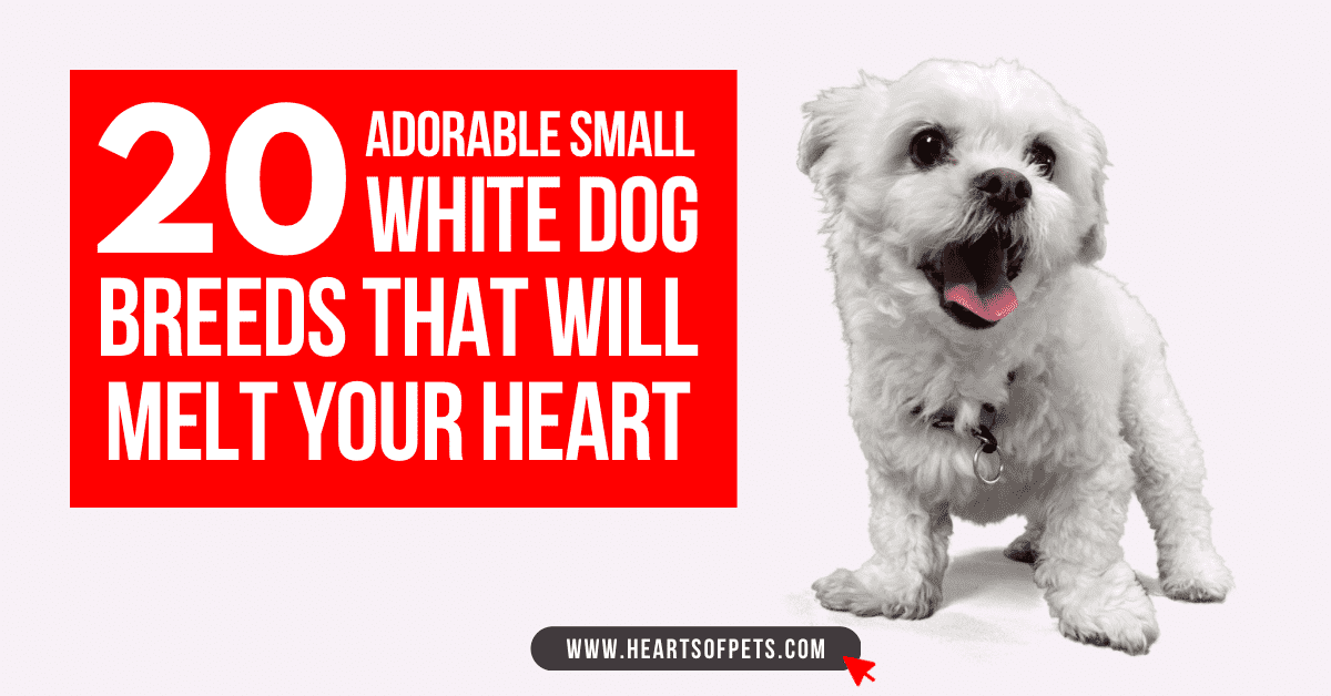 20 Adorable Small White Dog Breeds That Will Melt your Heart