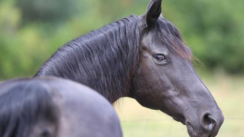 black horse breeds