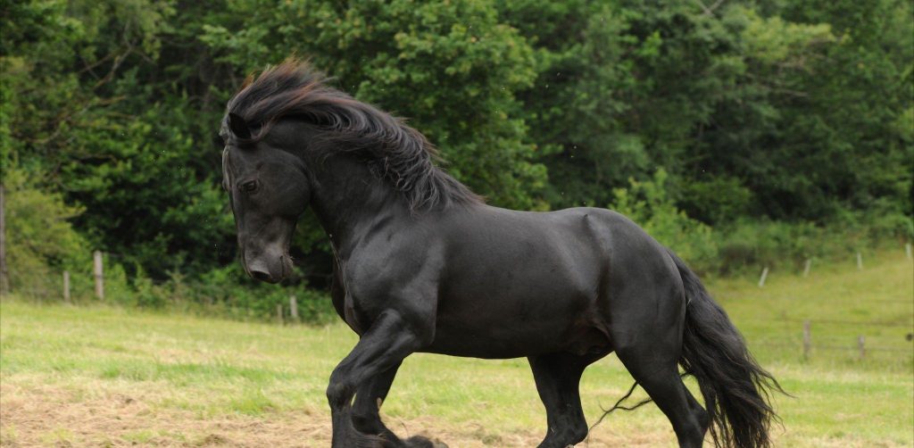 black horse breeds