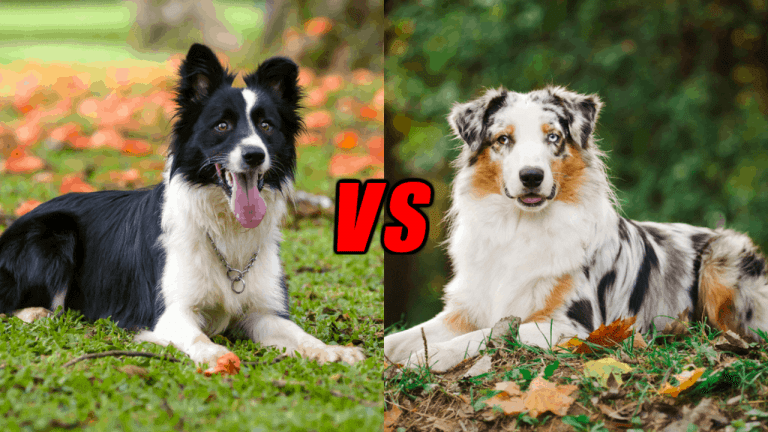 border collie vs australian shepherd