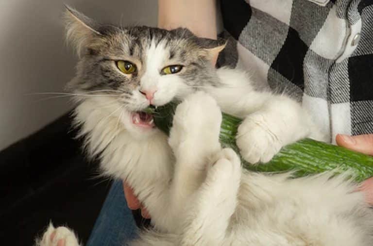 Can Cats Eat Cucumbers? Risks Benefits Explained 2024 - Hearts Of Pets - Can Senior Cats Eat Cucumber
