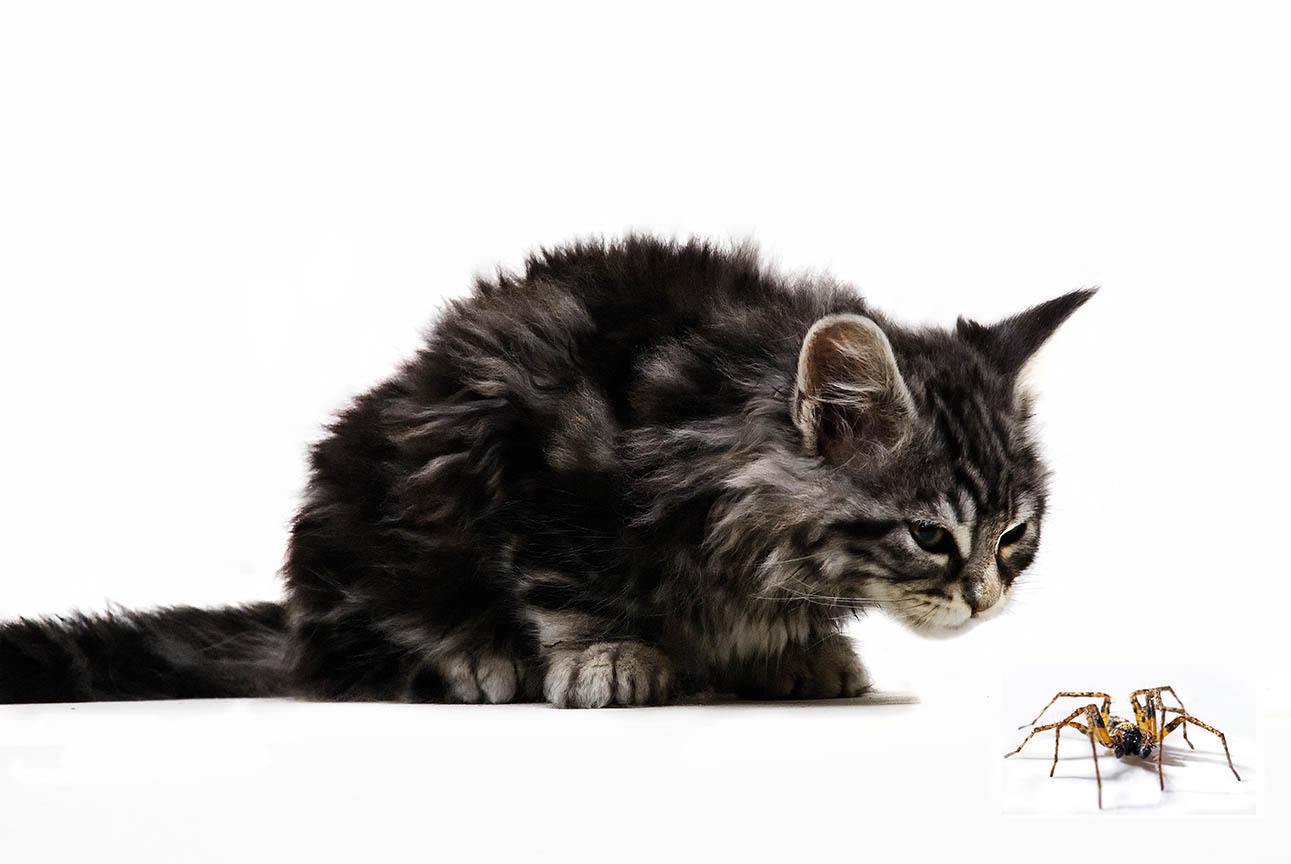 can cats eat spiders