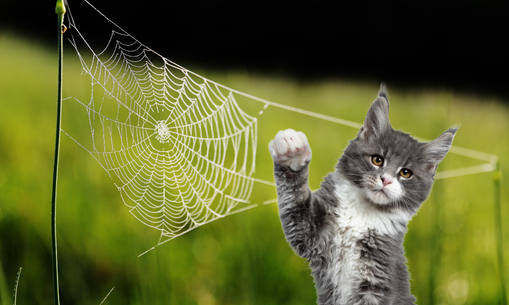can cats eat spiders