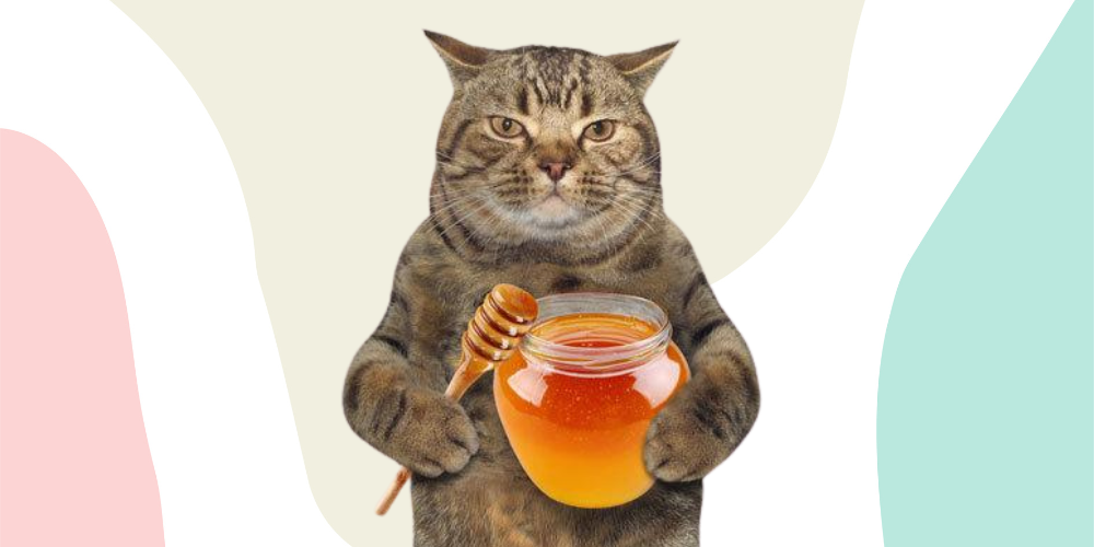can cats have honey Can Cats Have Honey? Risks Side Effects Explained 2024