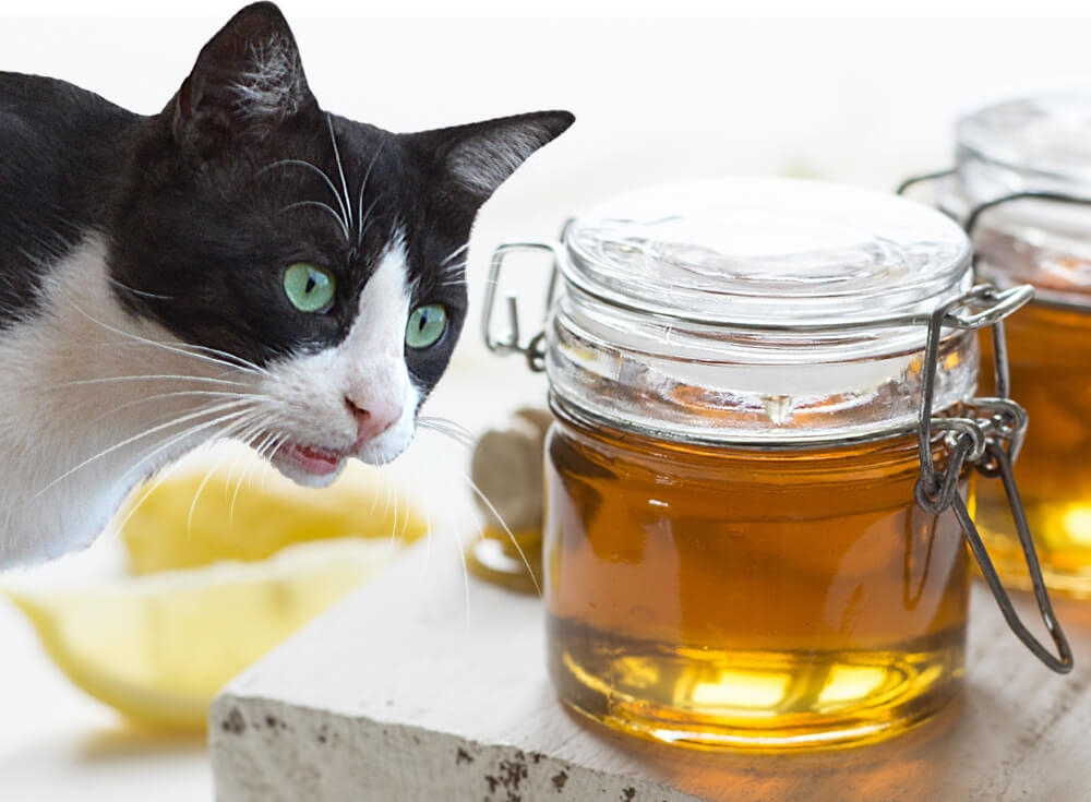 can cats have honey