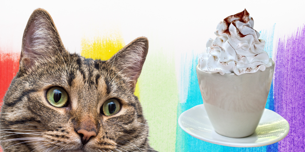can cats have whipped cream