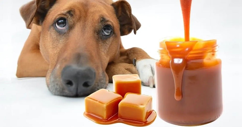 can dogs eat caramel