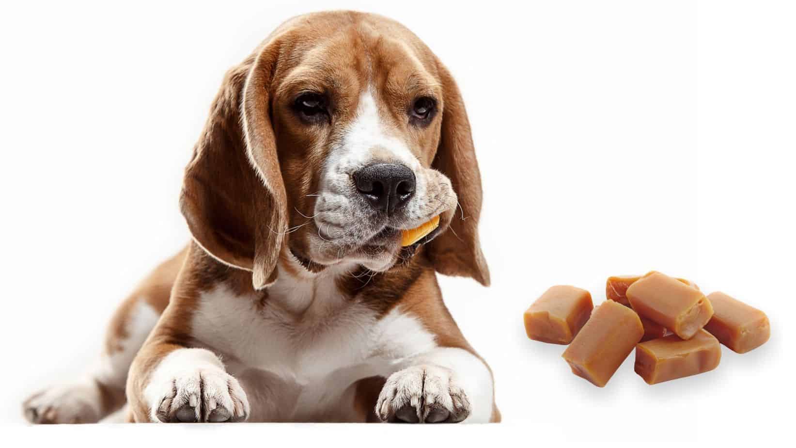 can dogs eat caramel