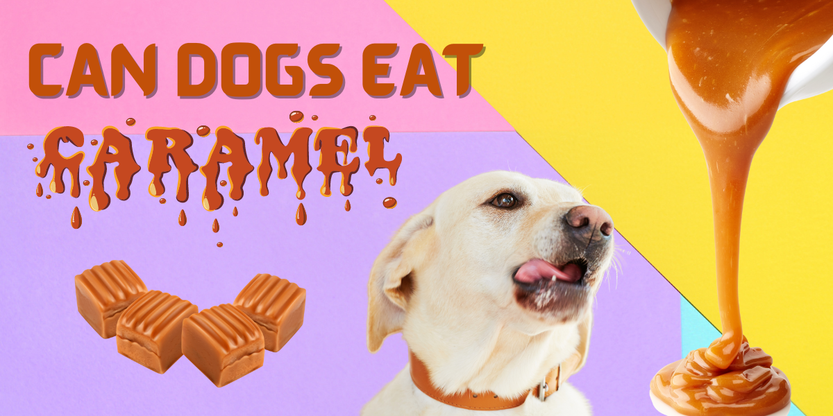 will caramel candy hurt my dog