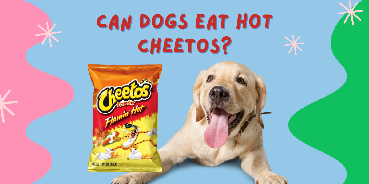 can dogs eat hot cheetos