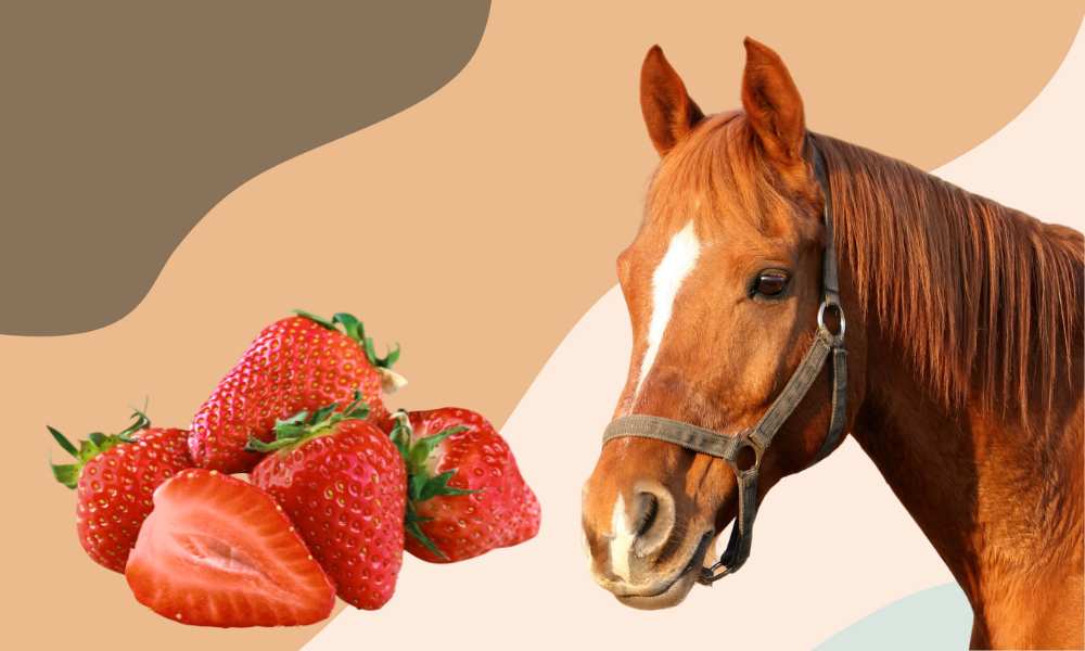 can horses eat strawberries