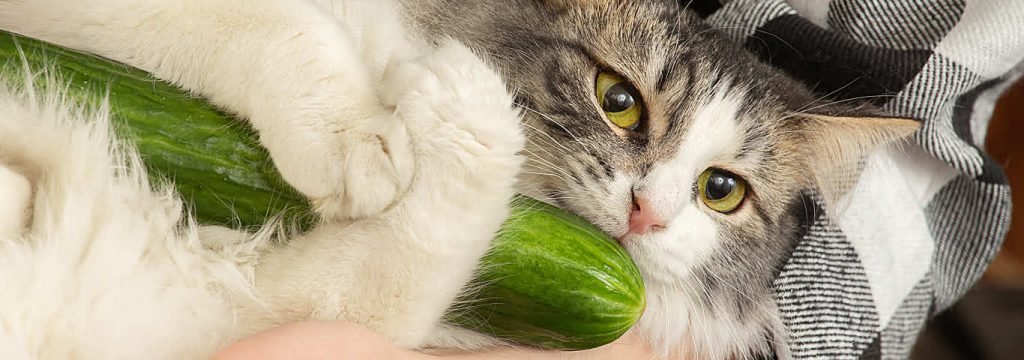 Image showcasing Can Cats Eat Cucumbers? Risks Benefits Explained 2024 - Hearts Of Pets