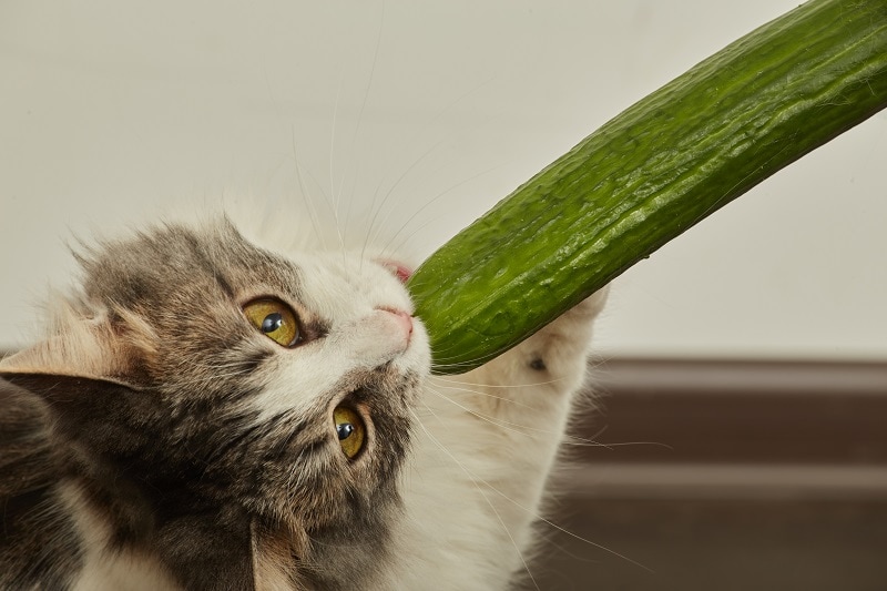 can cats eat cucumbers