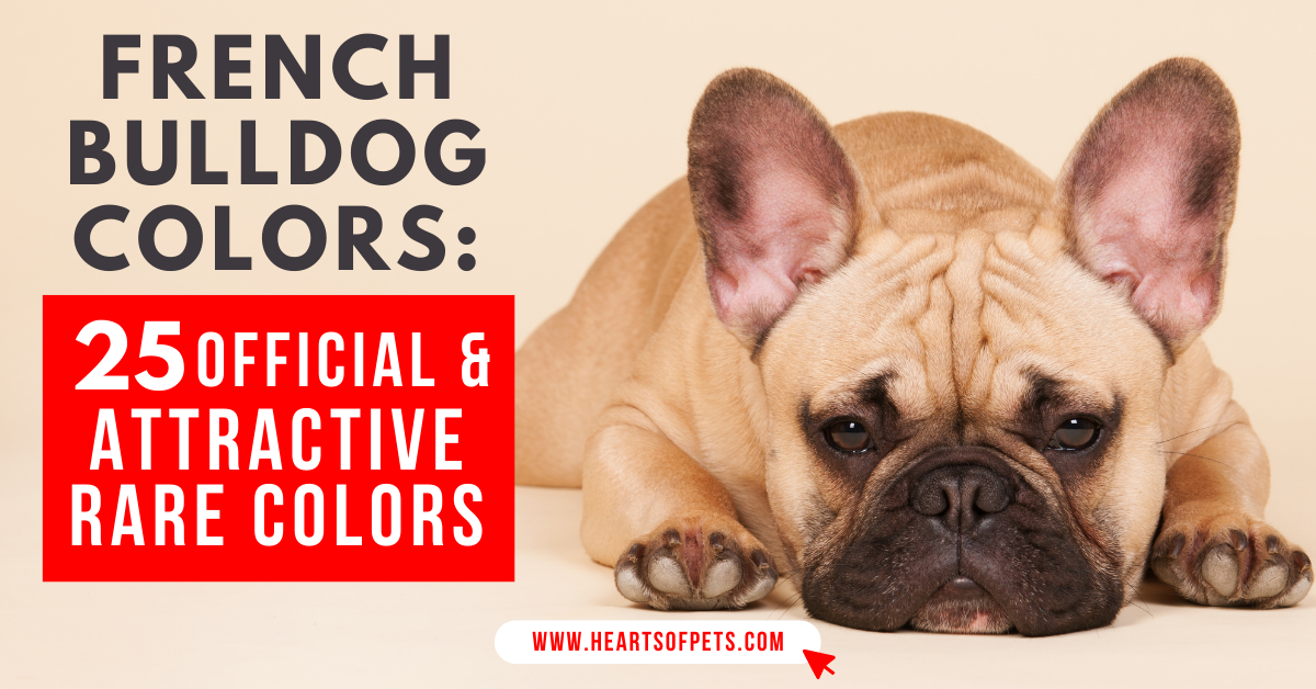 25 French Bulldog Colors: Complete Info With Pics 2024