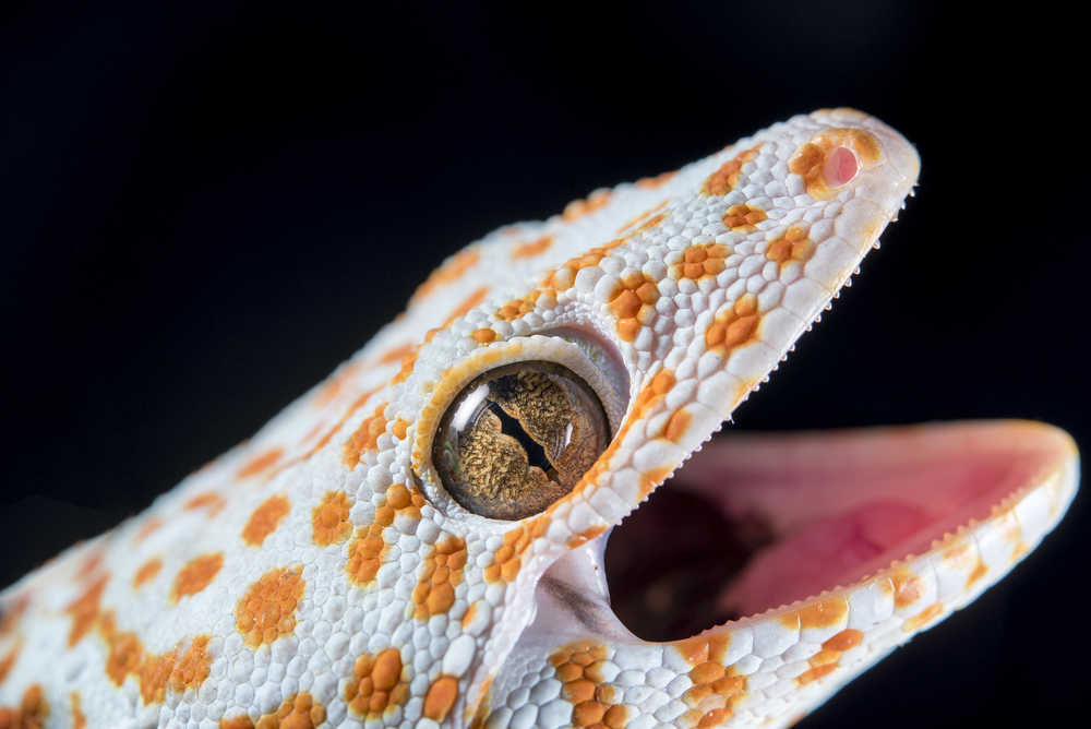 geckos teeth