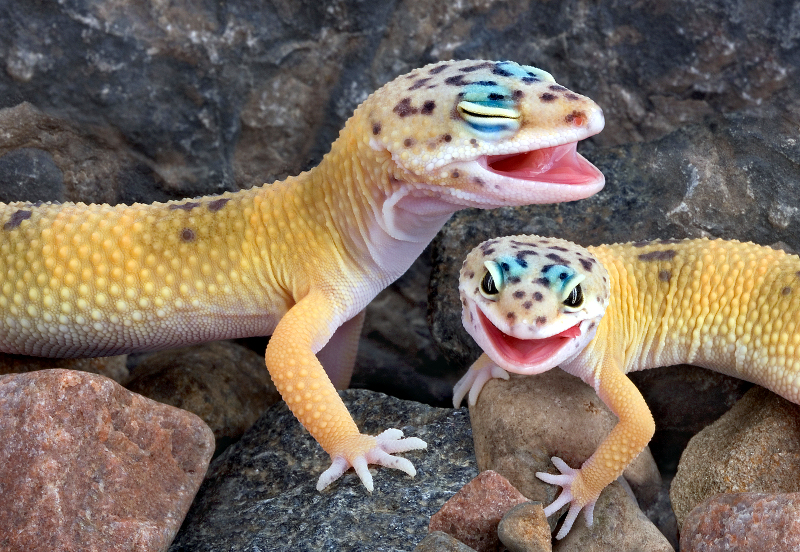 geckos teeth