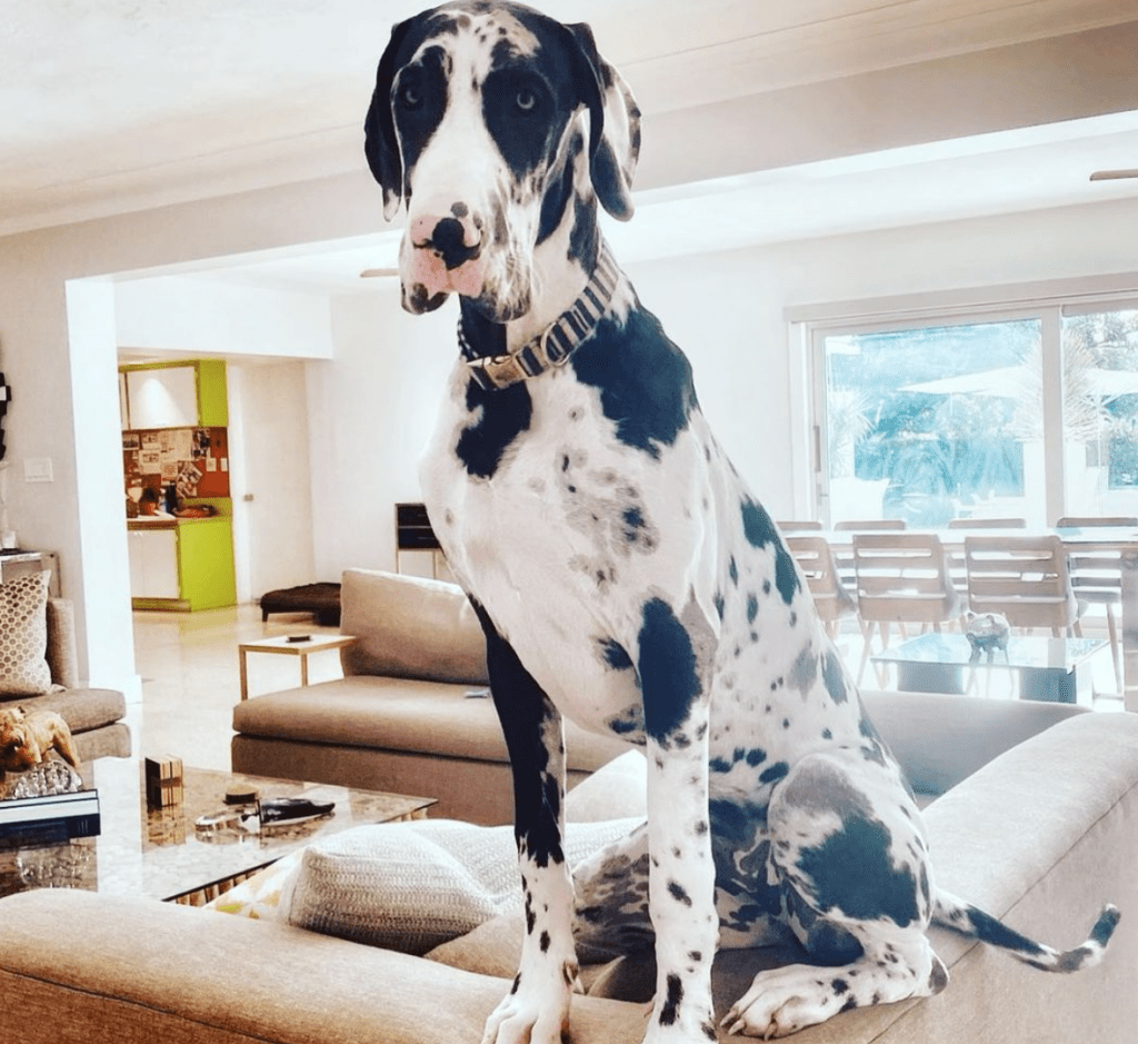 harlequin great dane